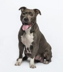 American Staffordshire terrier sitting
