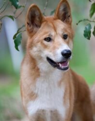Australian Cattle Dog: An Amazing Herding Dog 2 Dingo