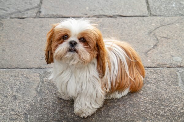sitting shih tzu dog e1653843265936