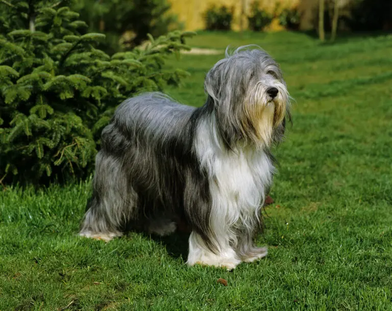 BEARDED COLLIE