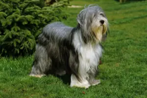 BEARDED COLLIE