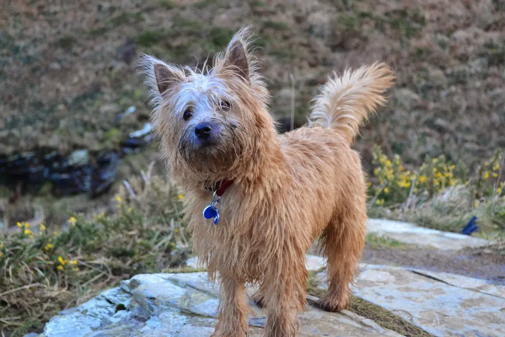 Home 10 Cairne Terrier looking inquisitive