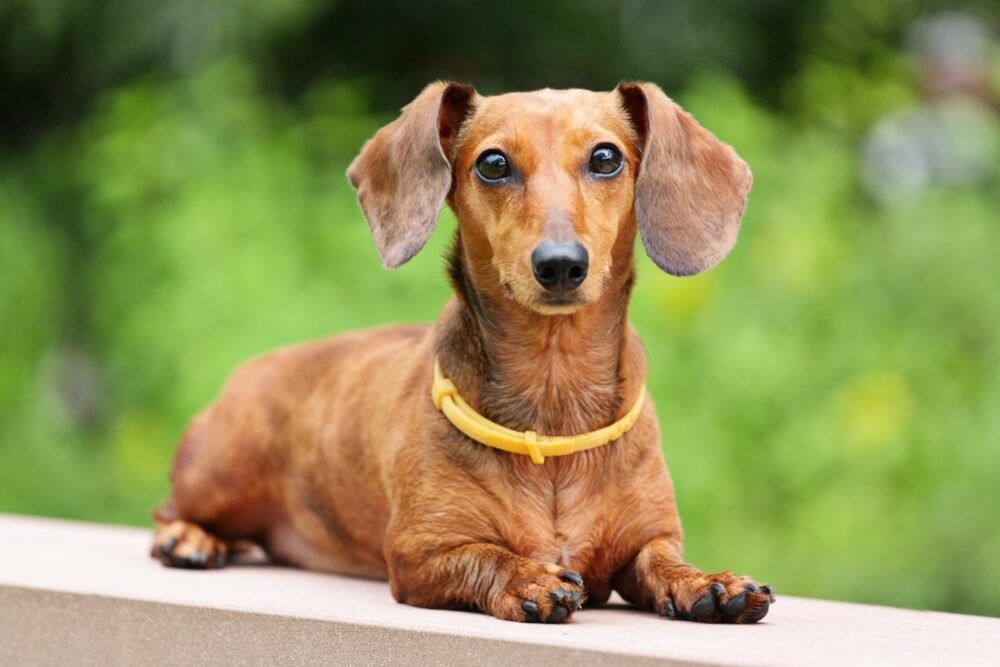 dachshund e1655131584947