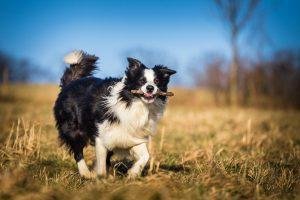 Border Collie With Stick