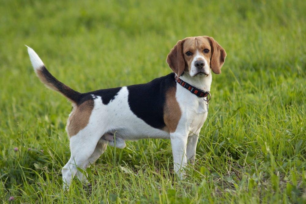 beagle on meadow e1658093083222