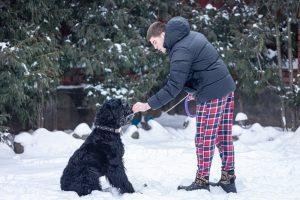 Giant Schnauzer: More Than Just Another Big Dog 2 Giant Schnauzer