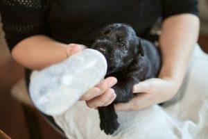 Giant Schnauzer: More Than Just Another Big Dog 3 Giant Schnauzer Puppy