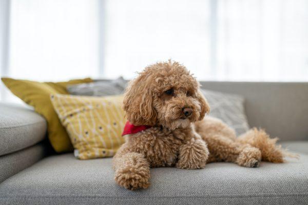 Portrait of a cute brown toy poodle at home, daytime, indoors
