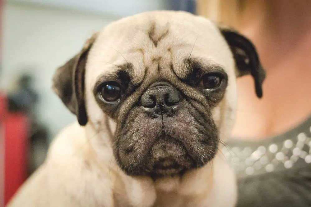 Pug Dog Breed