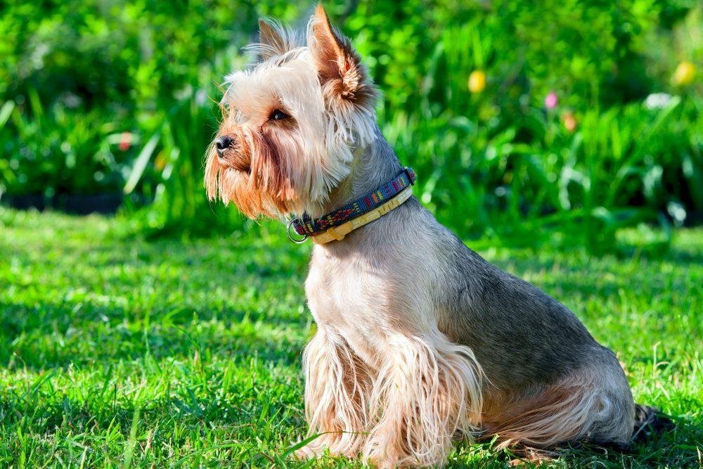 yorkshire terrier on green grass e1658094519425