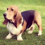 Basset Hound