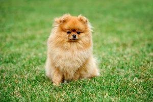 Brown pomeranian dog