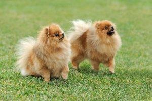 Brown pomeranian dog