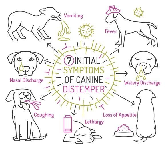 distemper