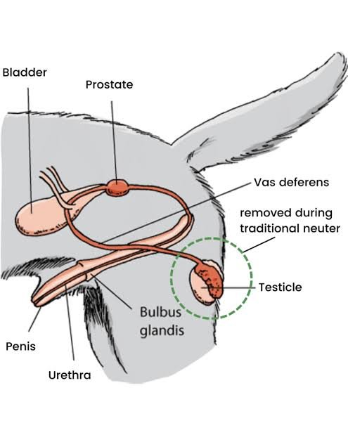 spaying and neutering