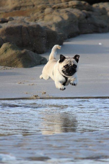 Top Dog Forum