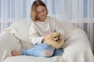Little girl playing with pomeranian spitz puppy.