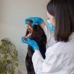vet consultation, dog dental problems and treatment, labrador retriever at the vet office