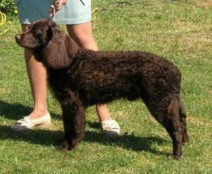 American Water Spaniel: Getting to Know This Rare Breed 2 American Water Spaniel
