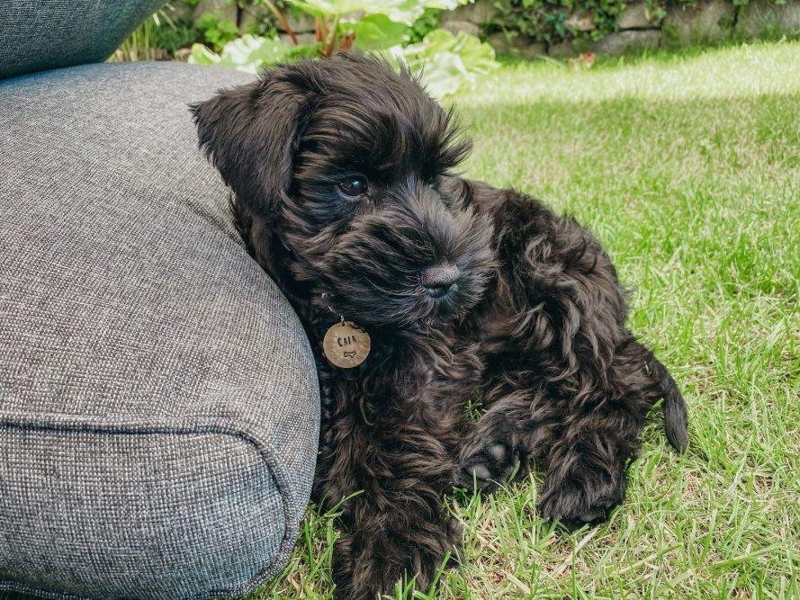 Top Dog Forum