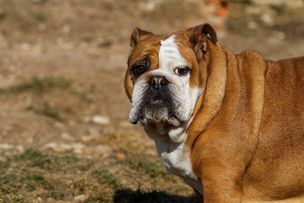Brachycephalic Syndrome 4 english bulldog
