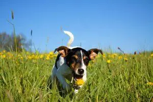 Danish-Swedish Farmdog