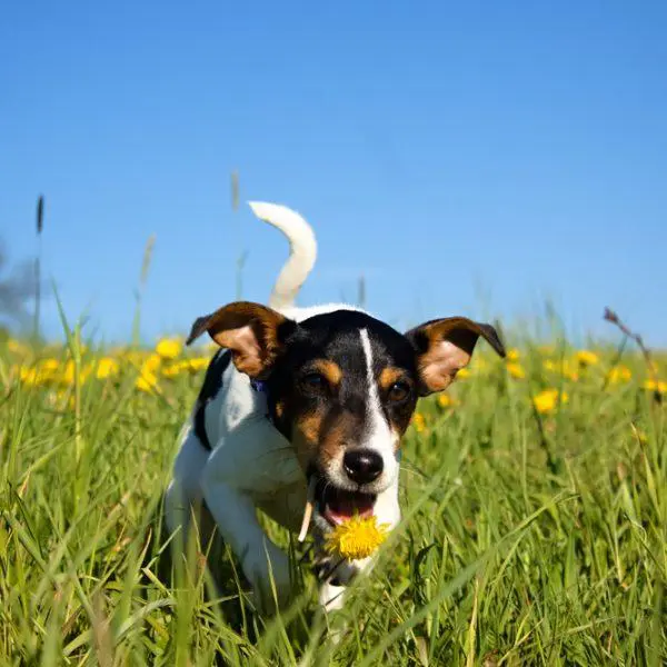 Danish-Swedish Farmdog