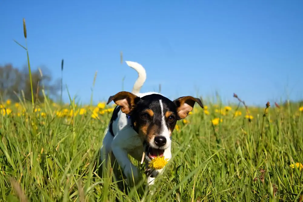 Home 14 Danish-Swedish Farmdog
