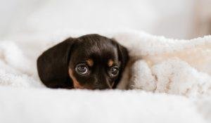 Black and Tan Coonhound: An Excellent Hunter 3 Black and Tan Coonhound Puppy