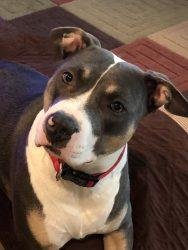  Staffordshire Bull Terrie 