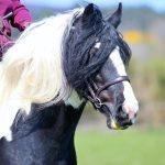 Piebald 2 Piebald Pony