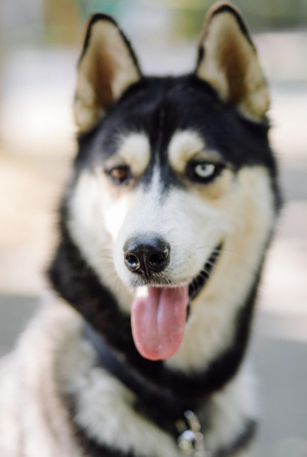 Alaskan Klee Kai The Miniature Husky That Will Melt Your Heart Top Dog