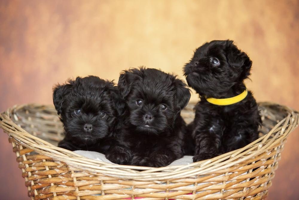 Top Dog Forum