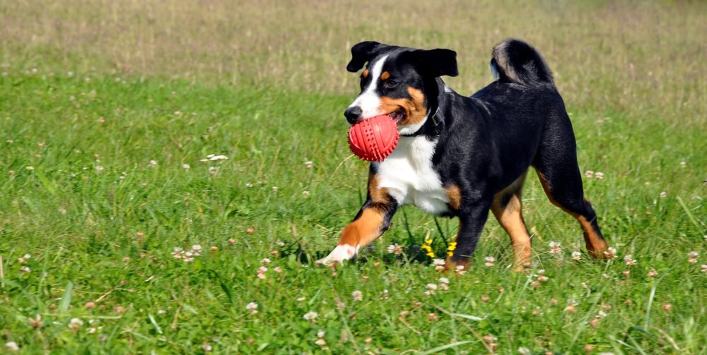 Top Dog Forum