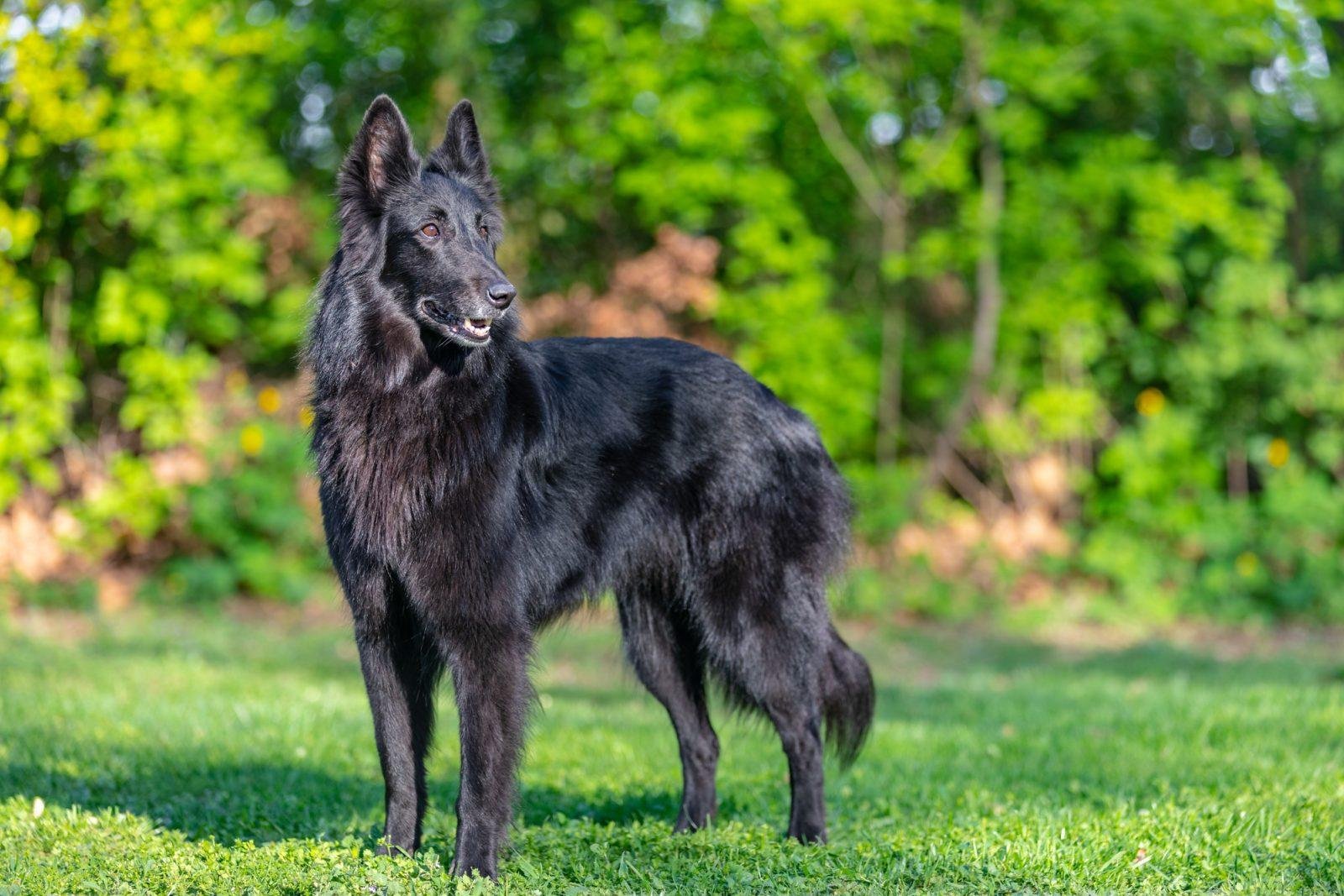 Belgian Sheepdog