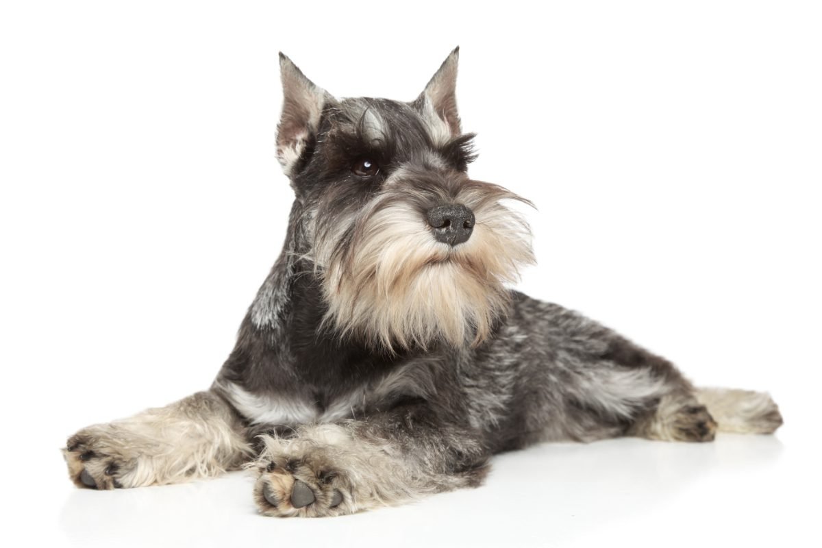 Top Dog Forum
