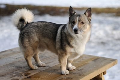 Swedish Valhund