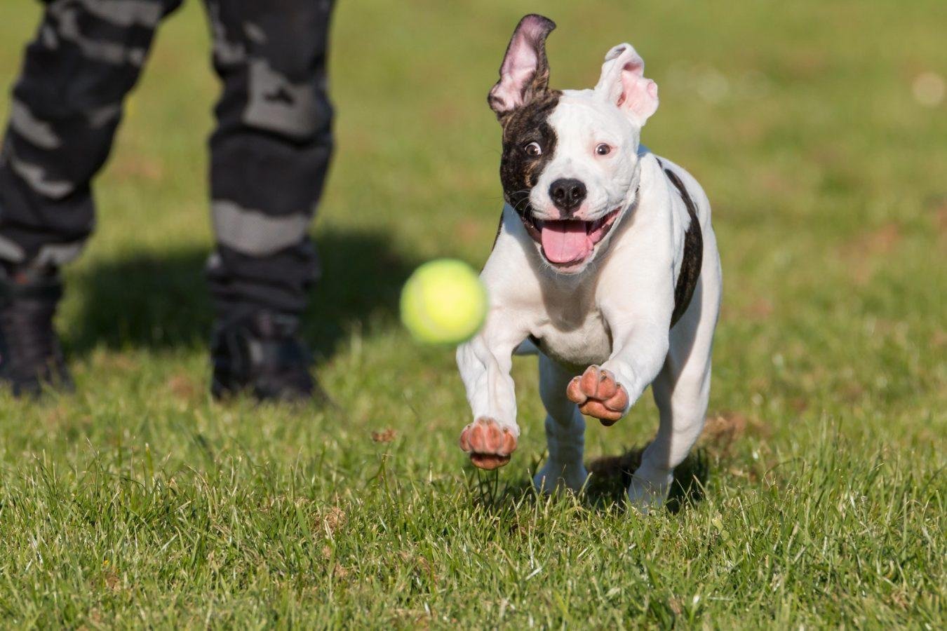 Foundation Stock Service What You Need to Know 1 American bulldog is in the foundation stock service