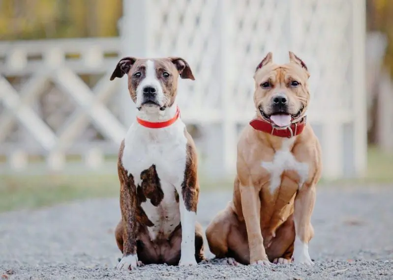 Home 45 American Staffordshire terrier dog
