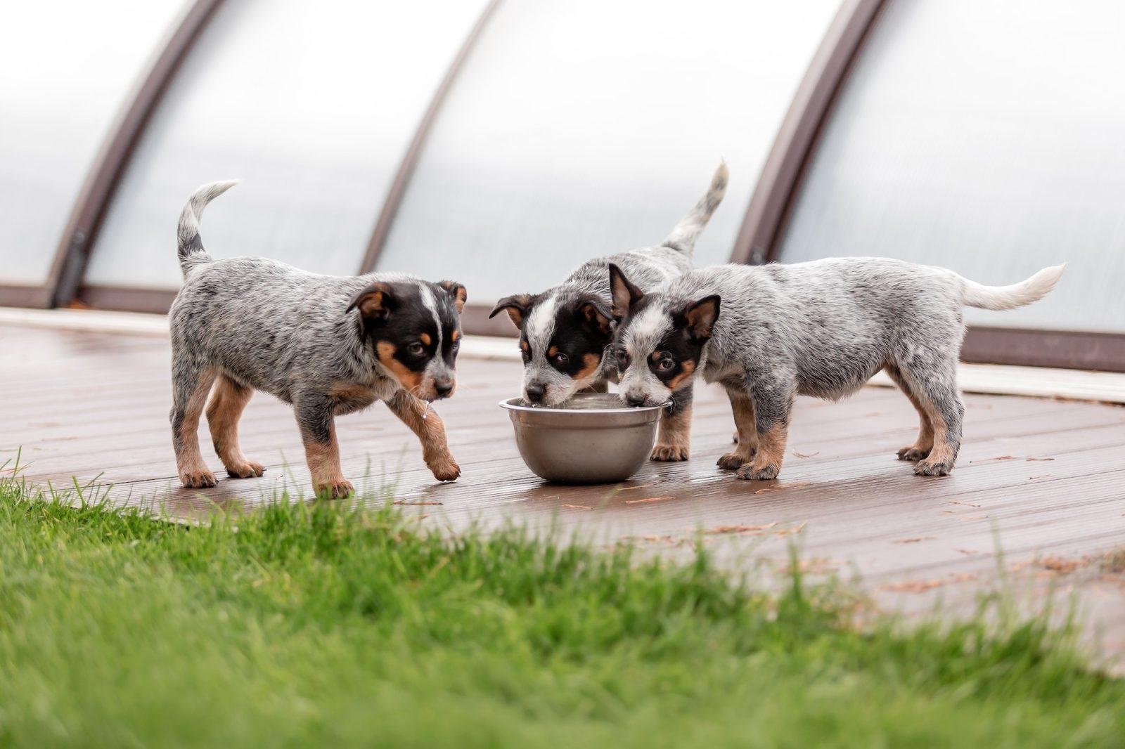 10 Foolproof Tips To Keep Your New Puppy From Running Away 59 Keep Puppy From Runing Away
