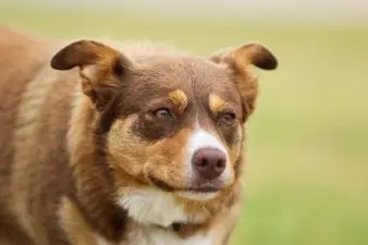 Australian Kelpie Dog in Australia