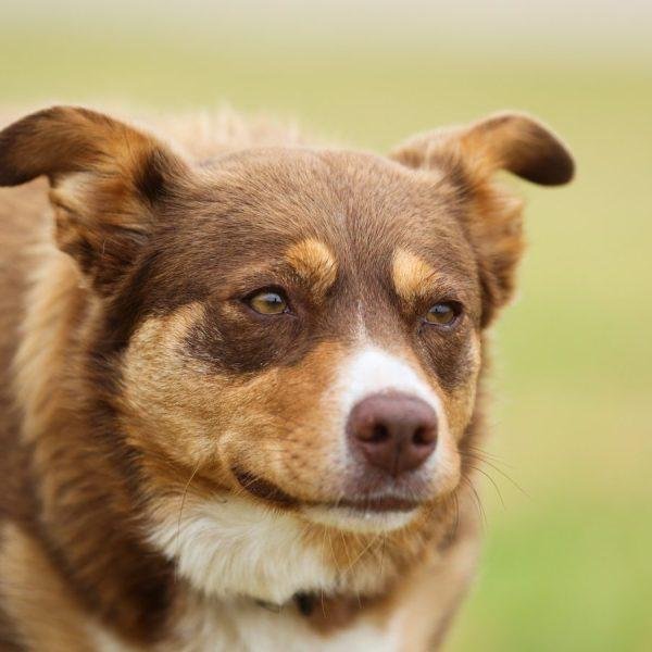 Australian Kelpie Dog in Australia