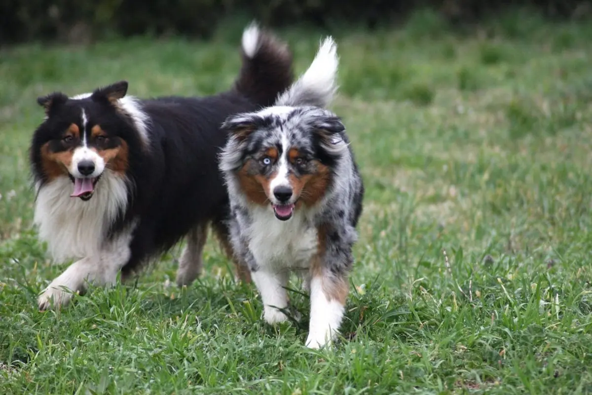 Home 5 Australian Shepherd dog Merle and tricolor