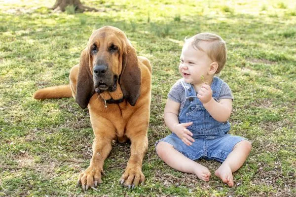 Top Dog Forum