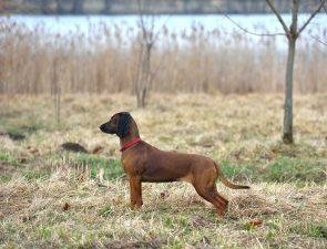 Bavarian Mountain Hound