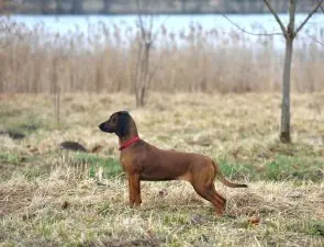 Bavarian Mountain Hound