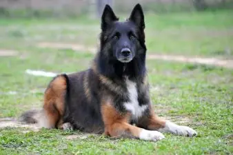 belgian shepherd tervueren