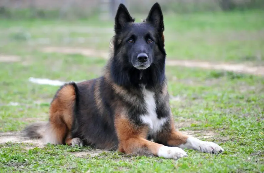 Home 17 belgian shepherd tervueren