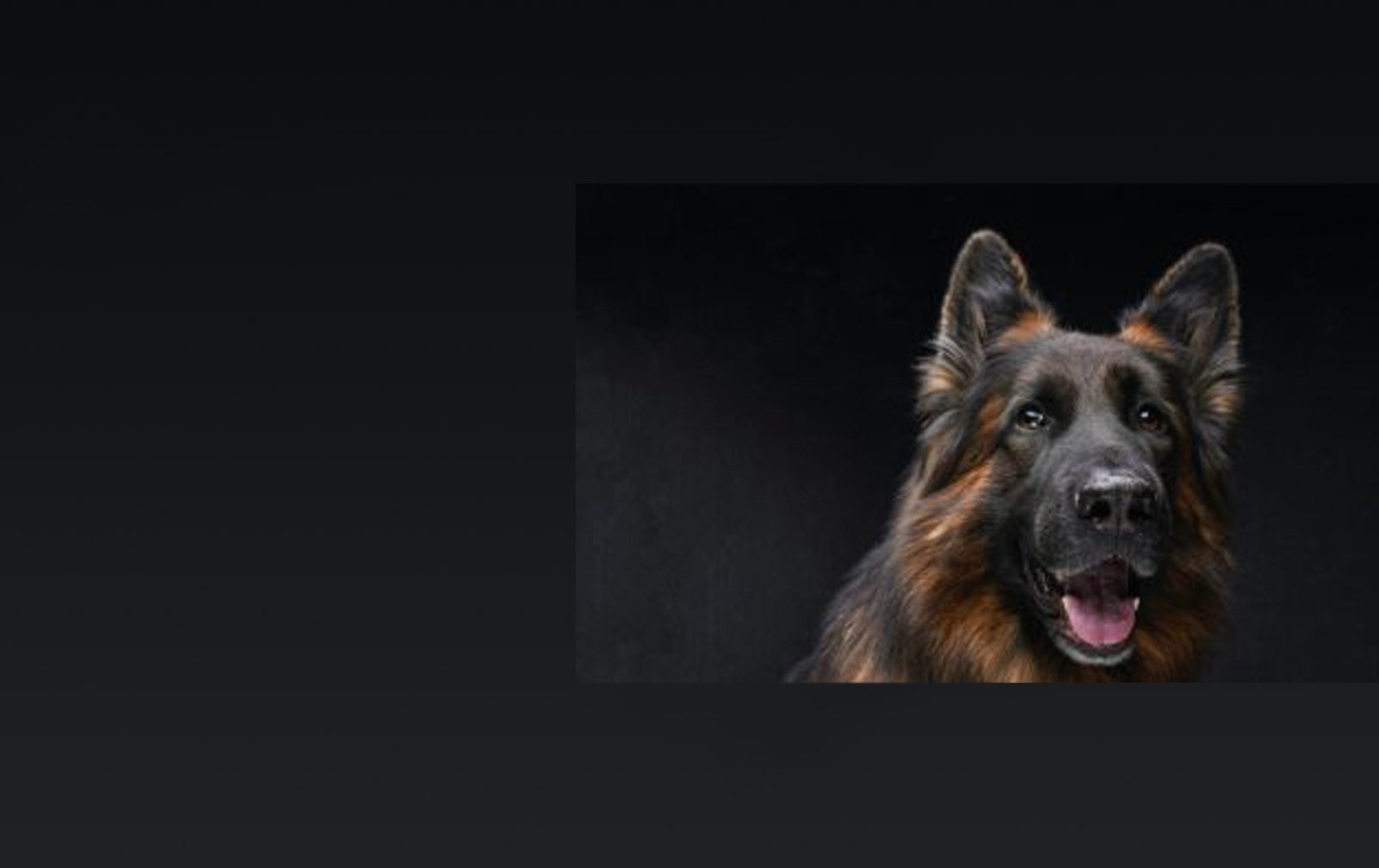 Top Dog Forum