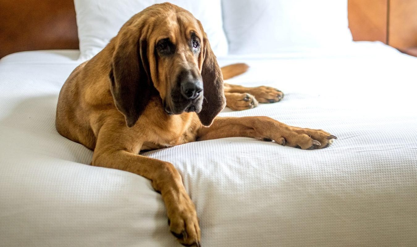 Top Dog Forum